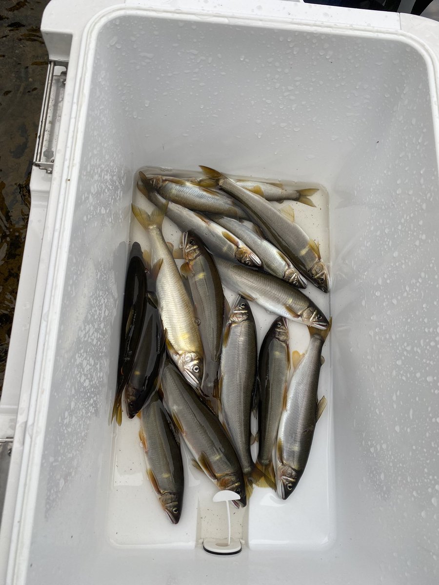 鮎釣り初心者 鮎釣り初心者