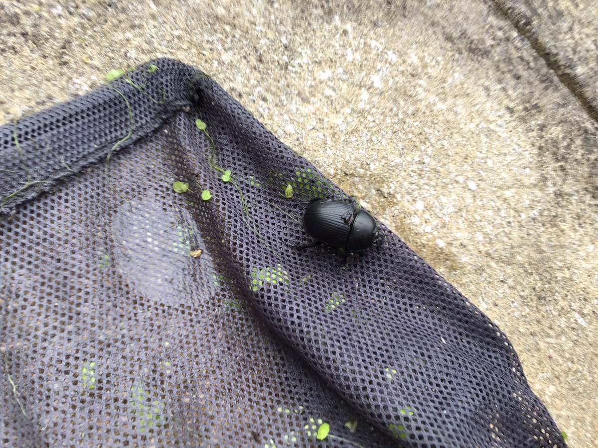 LindaPenn's tweet image. Please @Kate_Bradbury could you identify the attached found in my pond net.  Anxious to repatriate to correct place.