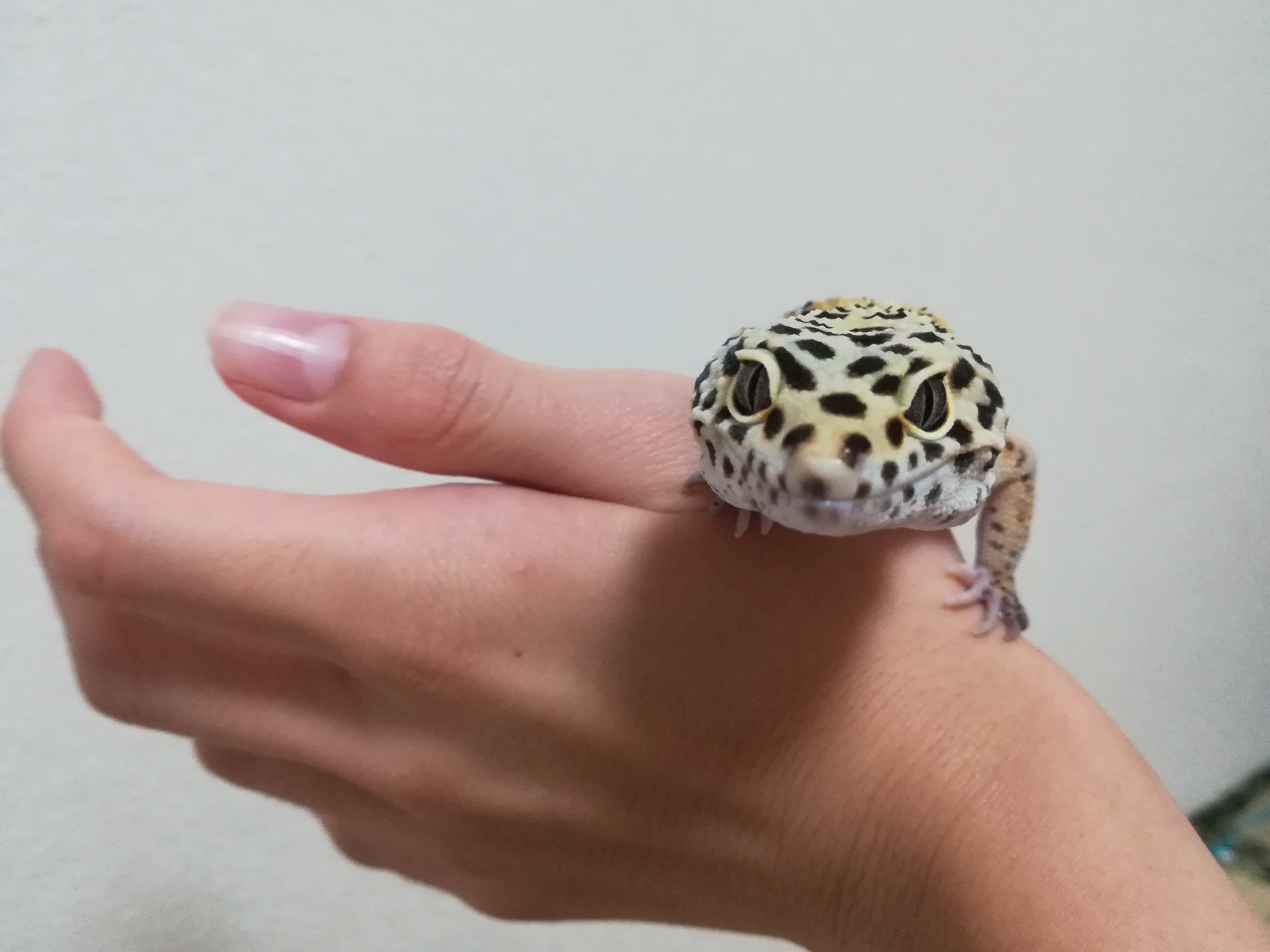 はちゅかん 手乗りヒョウモントカゲモドキ にこちゃん かわよすぎる ヒョウモントカゲモドキ 爬虫類 ヒョウモントカゲモドキかわいい トカゲかわいい ヤモリかわいい T Co Uci2ixkr Twitter