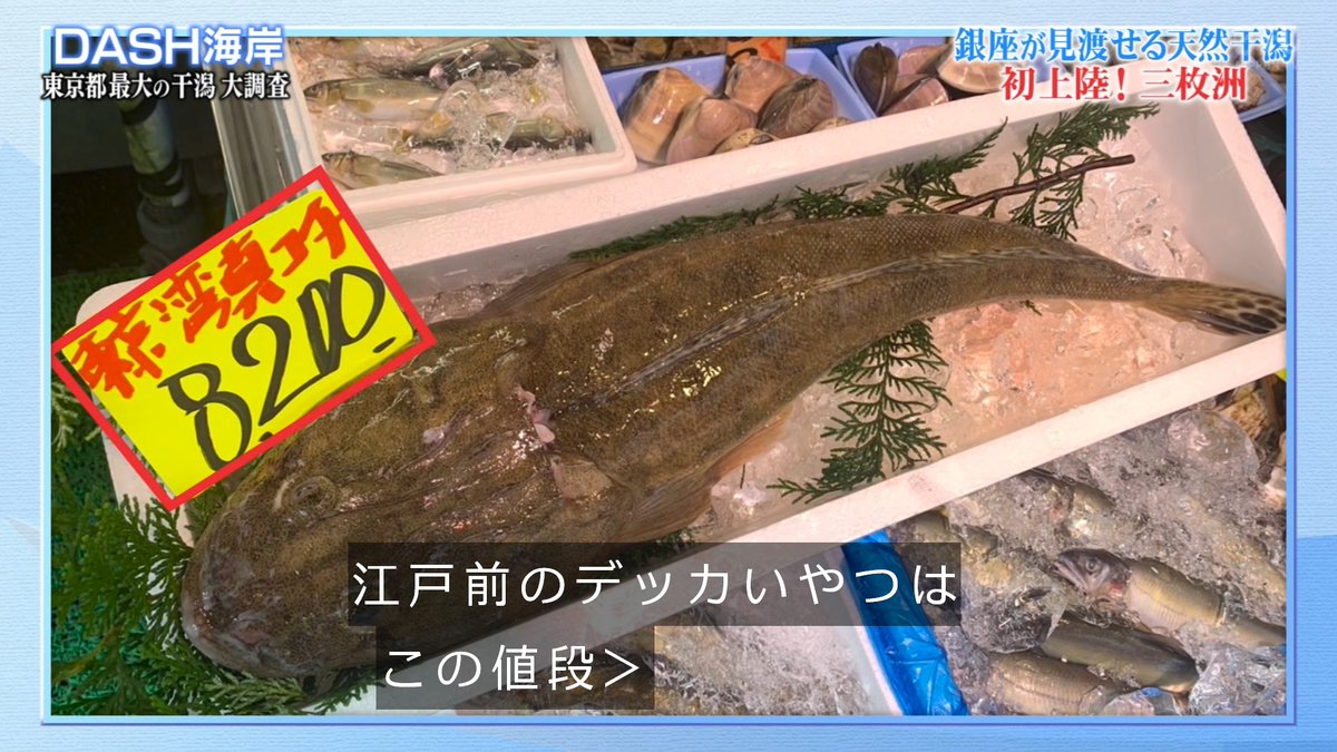 ゆくブラっ 都心で貴重なマゴチをゲット 鉄腕dash ゆくブラっ 都心で貴重なマゴチをゲット 鉄腕dash