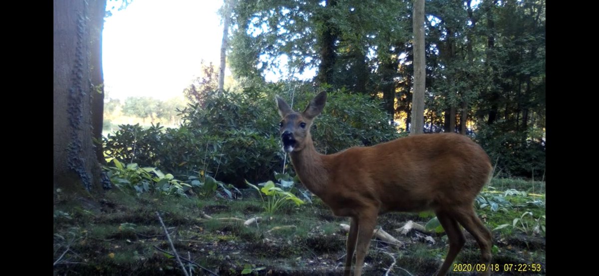 Leef mee met de ree tweet media