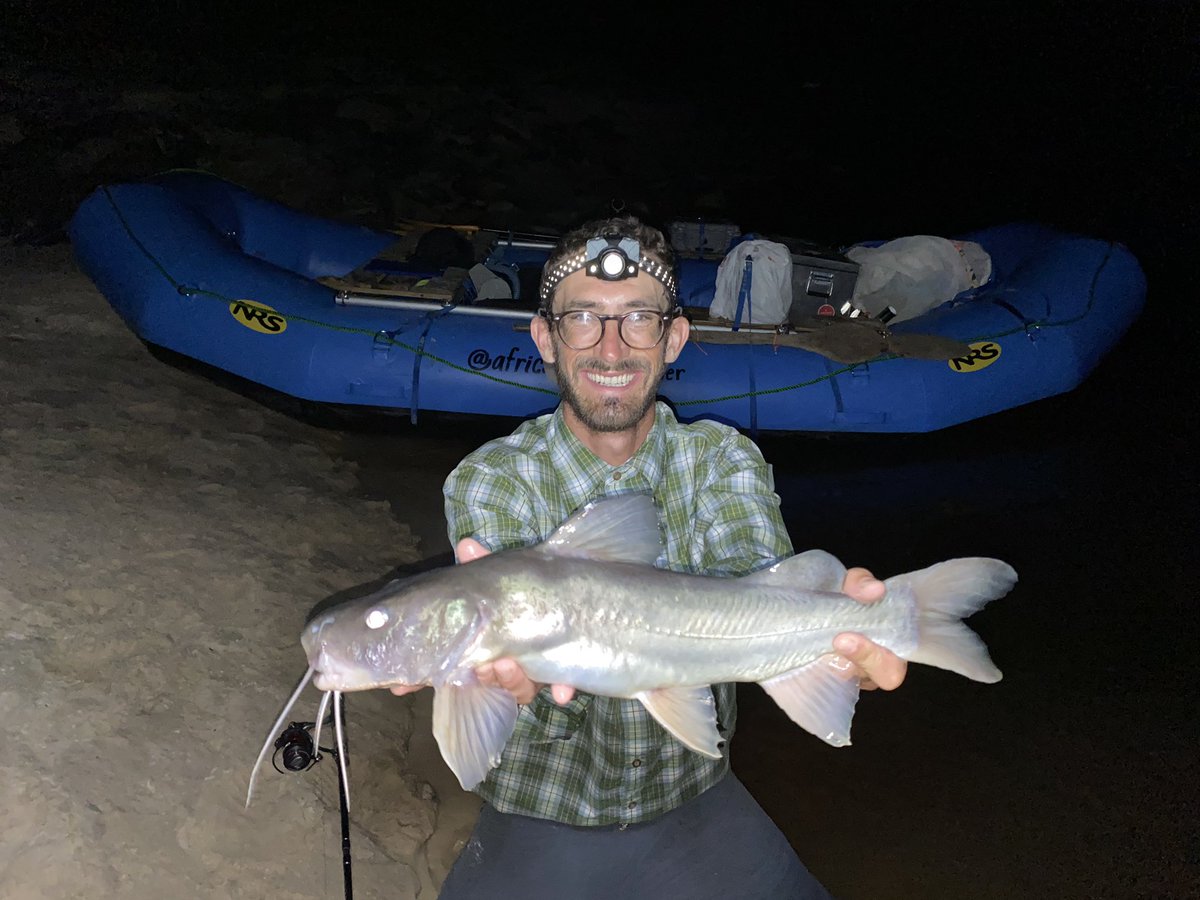This one put up a good fight! These Chrysichthys catfishes are a preferred food fish here in Gabon, but I was happy to release this monster. #ogoouemegatransect #catchandrelease #trustedtough @coastportland