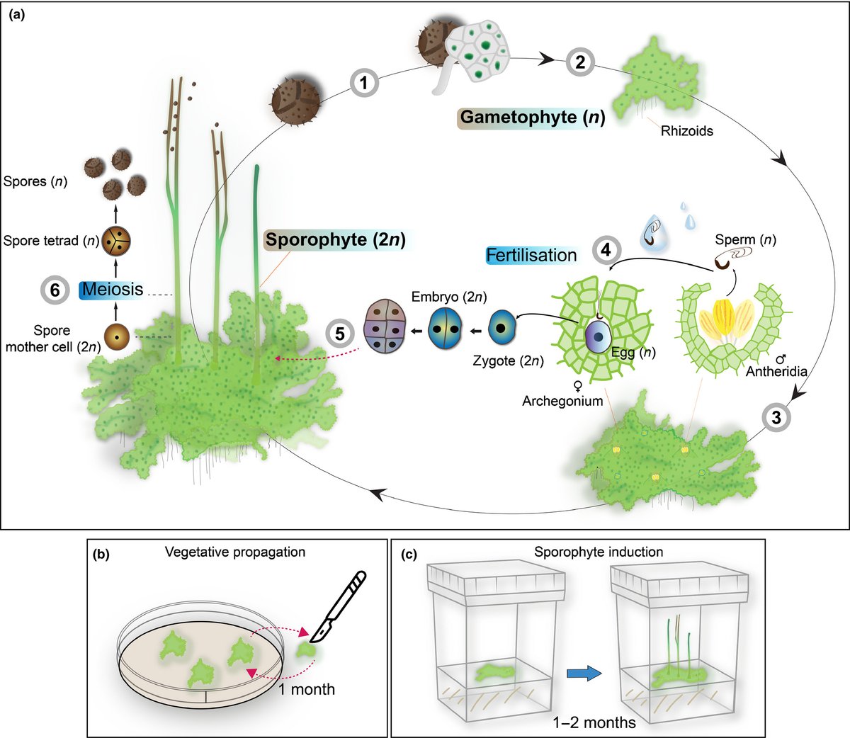 The hornworts: morphology, evolution and development #Tansleyreview  ow.ly/mqqR50BuGiD