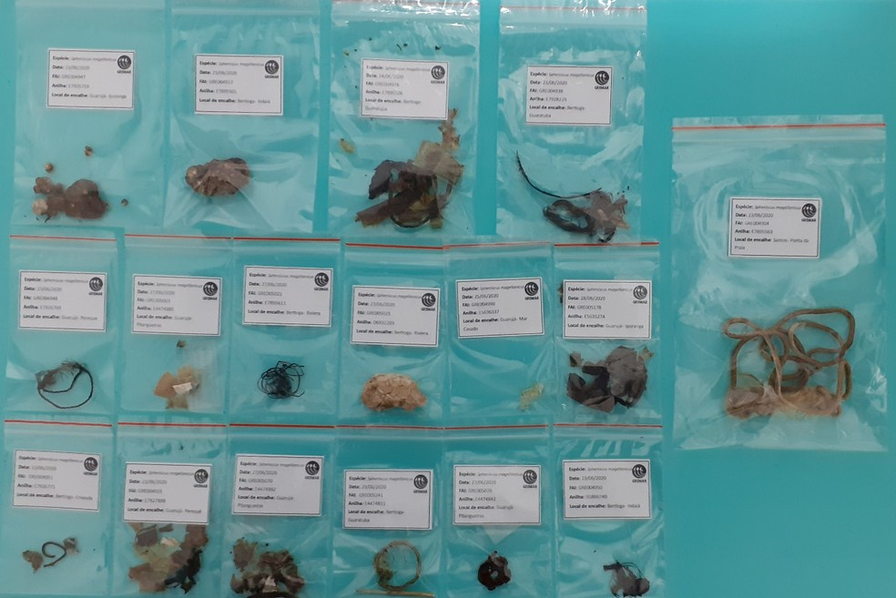 g1's tweet image. Pinguins encontrados mortos no litoral de SP ingeriram isopor, plástico, cordas e itens de pesca; pelo menos 17 animais encontrados na região ingeriram lixo no mar glo.bo/3mwdNxI #G1