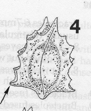 You need to learn how to find your way around a bracteole. Have a close look at your specimen (x10) and find where the two parts of the bracteole are fused, and where they are open. This is indicated by the arrow for A. prostrata (below)