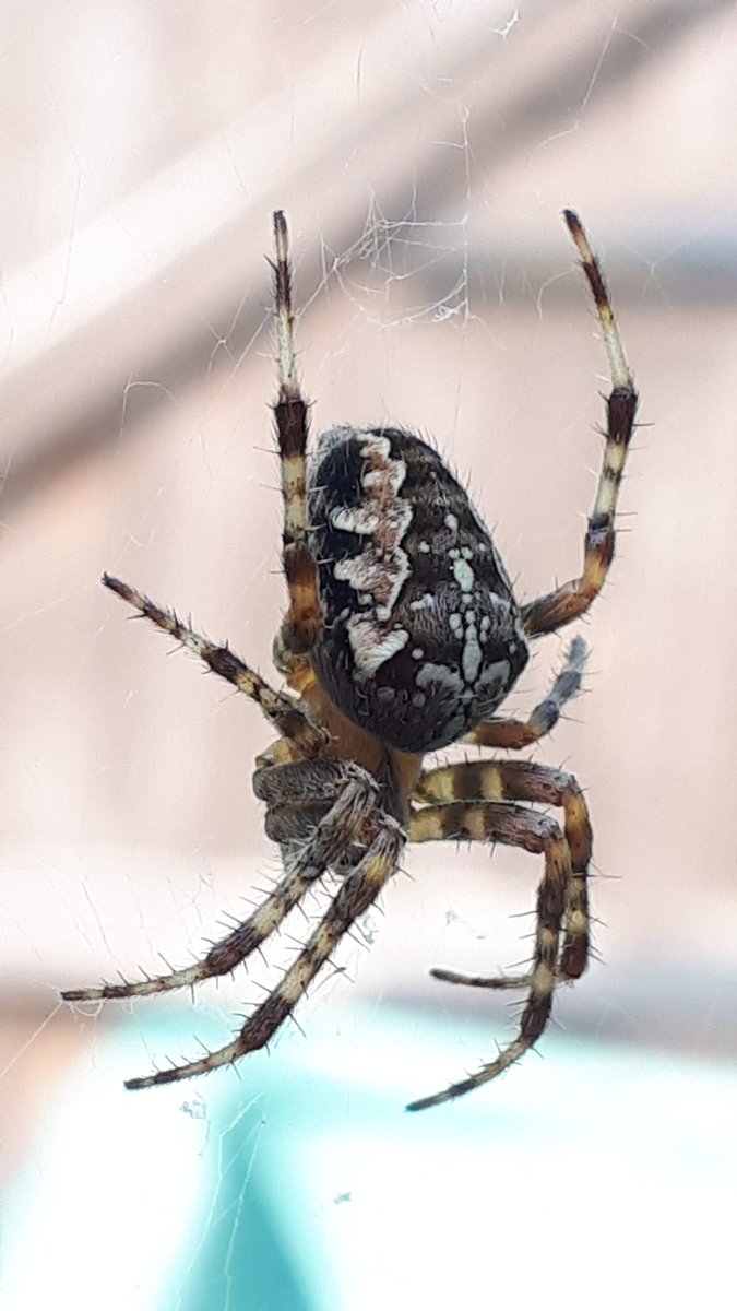 I am not that good at identification of spiders, but is this an orb-weaver type? Maybe <a href="/BASSurveys/">BAS Surveys</a> could help ID? I have two. A bit bigger than 1cm in length.