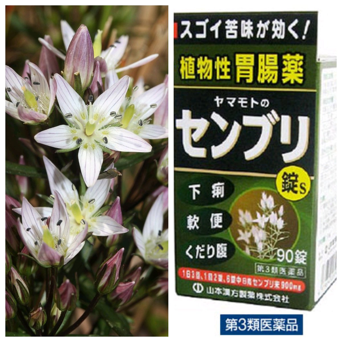 わび さび 24 あの丸薬は ハーブだった 室町時代にもあった民間薬 苦い生薬 薬草 天日干しから 胃腸薬へ 架空設定 駒ちゃん 東庵先生 伊呂波オノマチを絡ませた訳ね 麒麟がくる センブリ センブリ茶 門脇麦 尾野真千子 T Co わび さび 24 あの丸薬は ハーブだった 室町時代にもあった民間薬 苦い生薬 薬草 天日干しから 胃腸薬へ 架空設定 駒ちゃん 東庵先生 伊呂波オノマチを絡ませた訳ね 麒麟がくる センブリ センブリ茶 門脇麦 尾野真千子 T Co