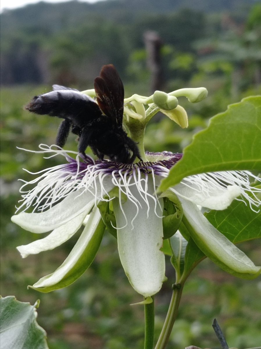 alejandrojmr's tweet photo. Polinización de la flor de parchita o maracuyá (Passiflora edulis) https://t.co/dKfwUlMkVX