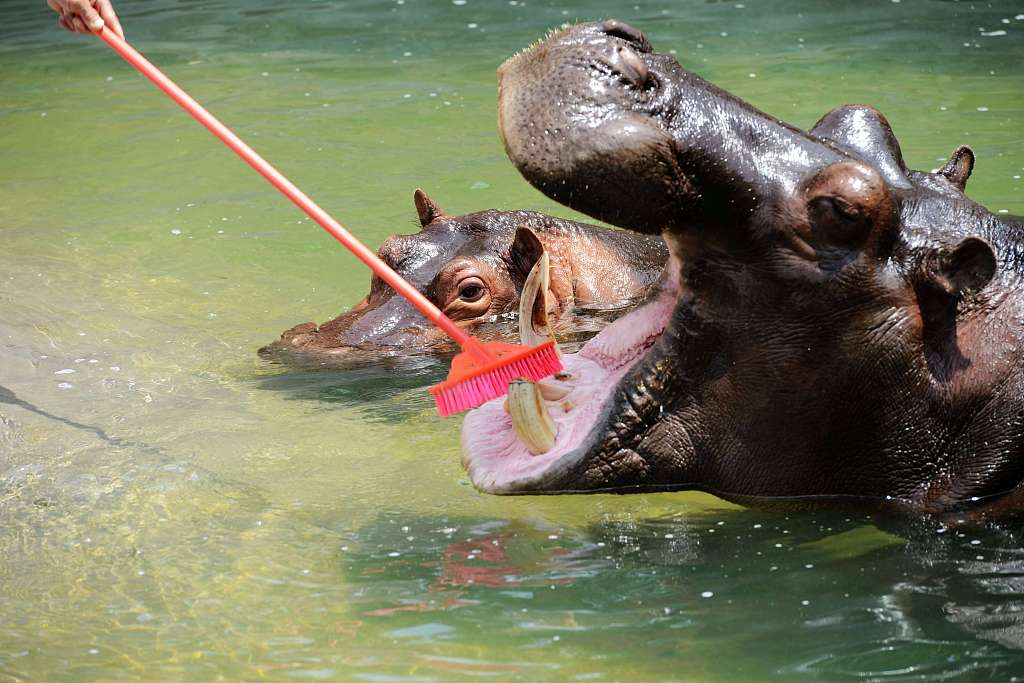 يوم حب الأسنان في الصين🦷🦷

يصادف اليوم #يوم_حب_الأسنان السنوي الصيني في 20 سبتمبر لتعزيز تثقيف الجمهور في مجال صحة الفم. هل غسلت أسنانك بشكل جيد اليوم؟