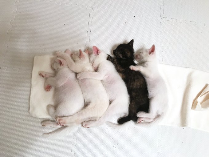 Uni Mugi Hachiさんのイラスト一覧