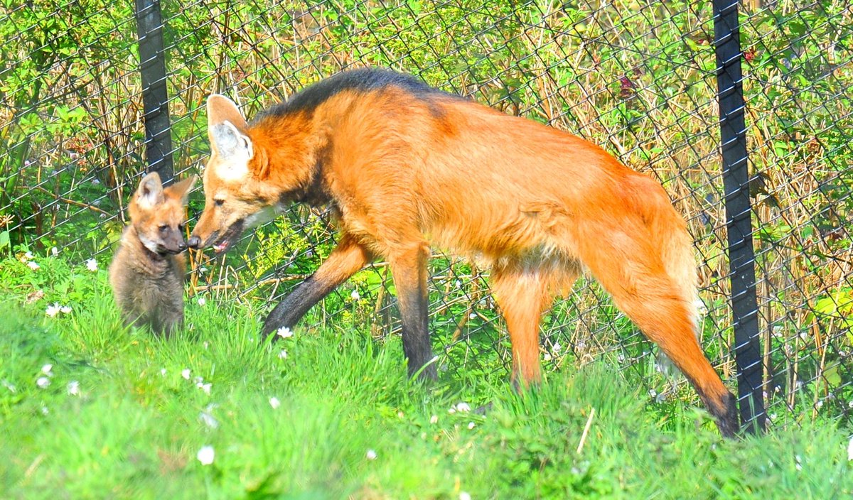 ❤️ ADOPT AN ANIMAL TODAY ❤️ 

Animal adoption is the perfect gift for animal lovers. 🐾😍

You can support Belfast Zoo, the work that we do and the animals that we care for by adopting an animal. 

Visit: belfastzoo.co.uk/adoption