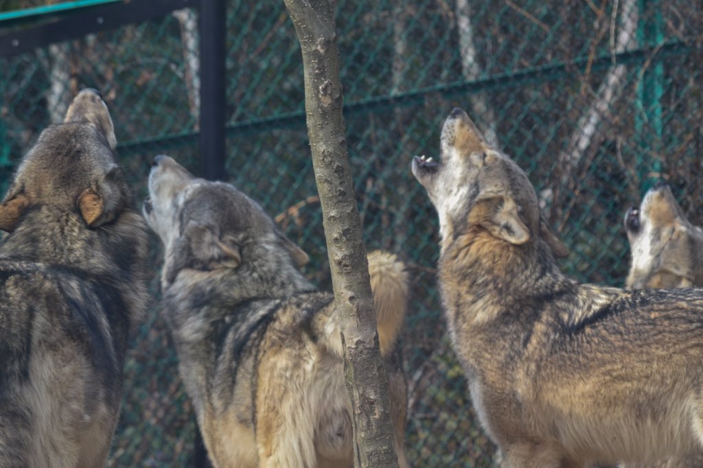 kaiwolf17's tweet photo. ジャック一家のおかげで、オオカミ 舎の前だったり色んなところで沢山の出会いができました。
小学校の時からお世話になり、いっぱいの思い出をありがとう！
お疲れ様でした。 https://t.co/kG7GnDPe9C