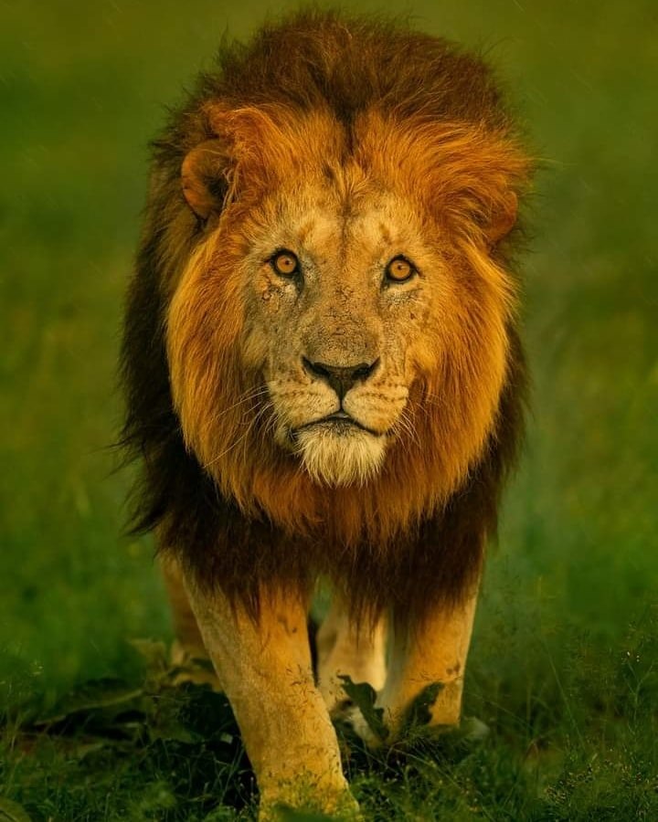 Lion King
One of my favorite lion portrait & Lion moment 
from Masai Mara. 🦁❤️🦁    
@natgeoabudhabi @wildlifePlanet @bbcearth    
@wildlifeowners @pawstrails @pawstrailscanada 
#lion #PawsTrails #MasaiMara #wildlifeonearth 

pawstrails.com  

nishas.info