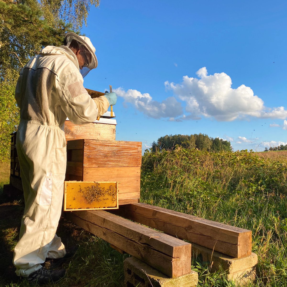 Kurze Durchsicht, ob es unseren Bienenvölkern noch gut geht.💛🐝☺️
.
Taking a short look if our bee colonies are still doing well.💛🐝☺️ 
#bienen #beekeeping #beekeeper #imkerei #imker #honig #honey