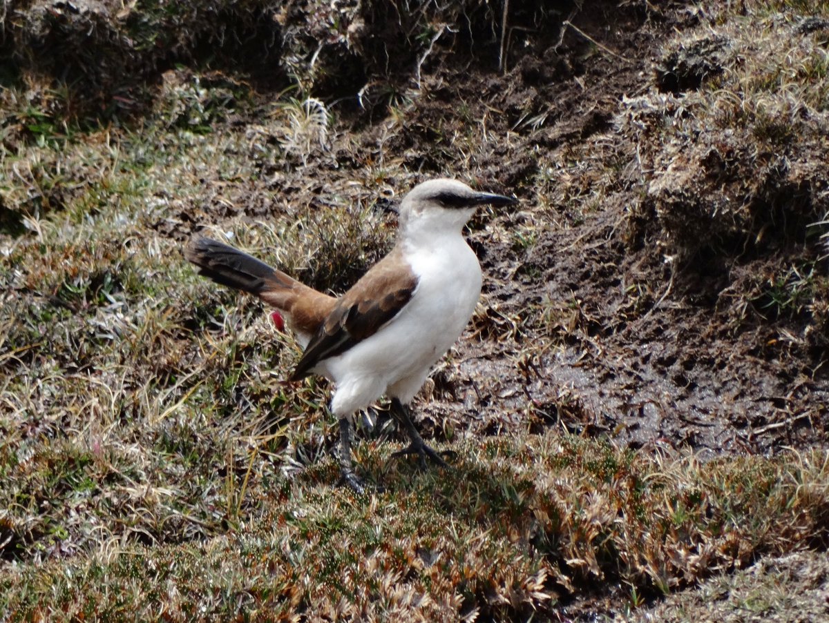 pilning's tweet photo. #EndangeredBirdsWeekend Critically Endangered White-bellied Cinclodes in the Peruvian Andes in 2015 https://t.co/2PBOucQoXn