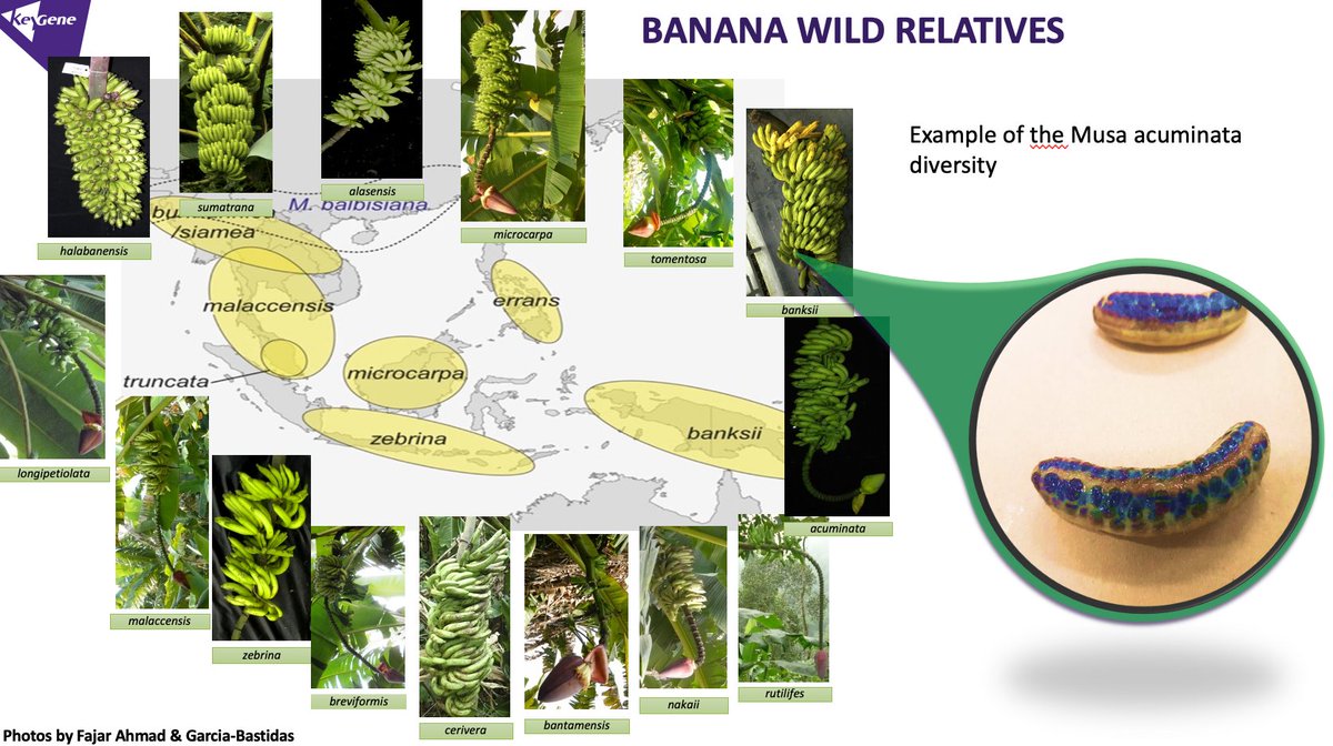  #SoutheastAsia is generally considered to be the maingene centre of banana, particularly Malaysia and Indonesia. However, the Indian subcontinent and Africa, specifically for the East African Highland bananas ( #EAHB), havebeen considered as secondary centres of diversification