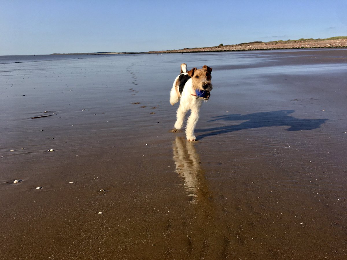 Lovely evening at Crosby Beach - Ralph chasing his ball πΎ #wirefoxterrier #getoutside https://t.co/vDWPsjxUrA