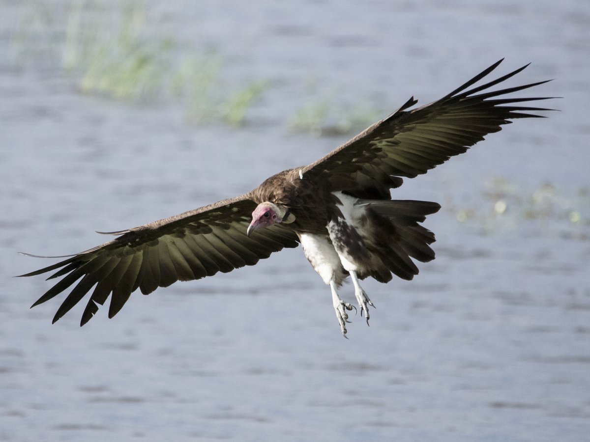 davidtattersley's tweet photo. Hooded Vulture (Necrosyrtes monachus) Chobe National Park Botswana 16 February 2018 'Critically Endangered' @Britnatureguide #EndangeredBirdsWeekend https://t.co/4fsX8KxZun