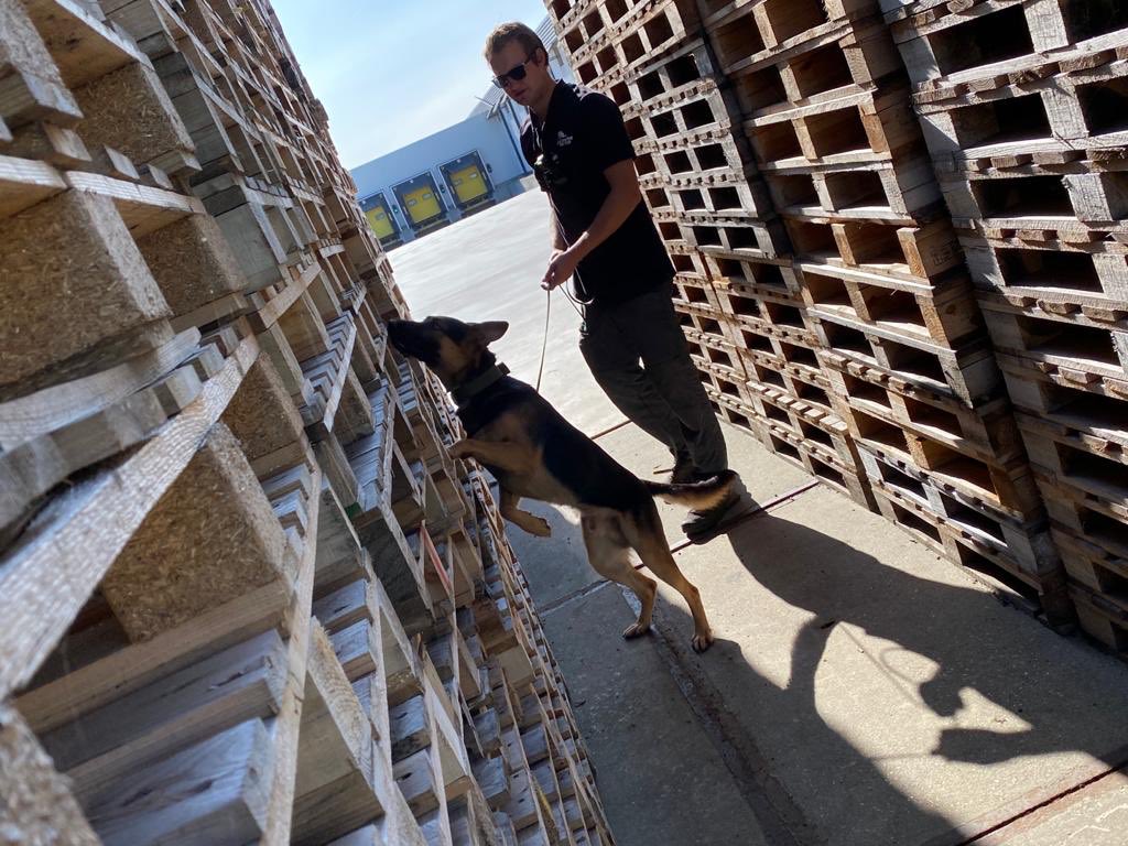 VisscherWesley's tweet image. New search dog in training :Gold #detetectiondog #dogtraining #explosivedetectiondog #Security #securitycheck #k9unit #dogtraining #GermanShepherd #snifferdogs @Scentimprint