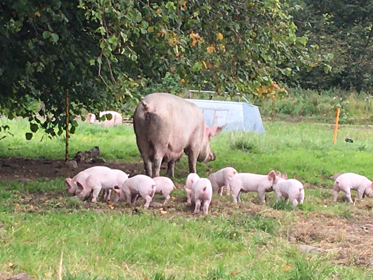 Today I ran in a race thanks @TeviotHarriers for the penchrise pen hill race I also saw piglets. I won Sunday !!