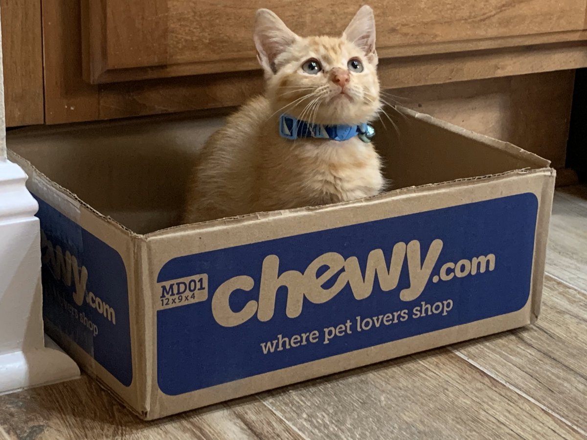 HeatherHarbin_'s tweet photo. Ordered some toys for our kitten from @Chewy .. but I think she liked the box better 😂 #ChewysNextTopModel https://t.co/sVqEnigMlp