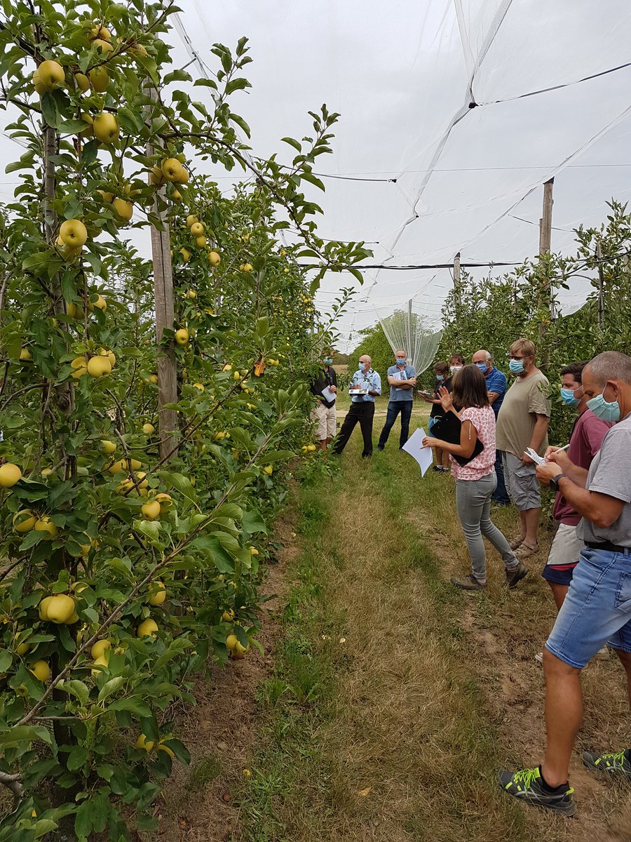 gradilis's tweet photo. La variété Inogo(cov) a fait sensation lors des visites organisées par Novadi à SudExpé et au @_Ctifl.
Cette pomme Résistante Tavelure, très productive et régulière, possède un excellent potentiel de conservation en AC.
Pour ne rien gâcher, cette variété a un développement libre! https://t.co/q757bIYe5E