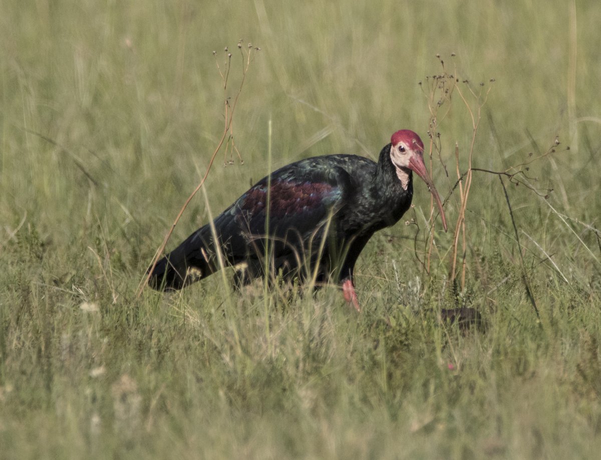 davidtattersley's tweet photo. Southern Bald Ibis (Geronticus calvus) Wakkerstroom Mpumalanga South Africa 12 February 2017 'Vulnerable' @Britnatureguide #EndangeredBirdsWeekend https://t.co/9vNYODSTaH