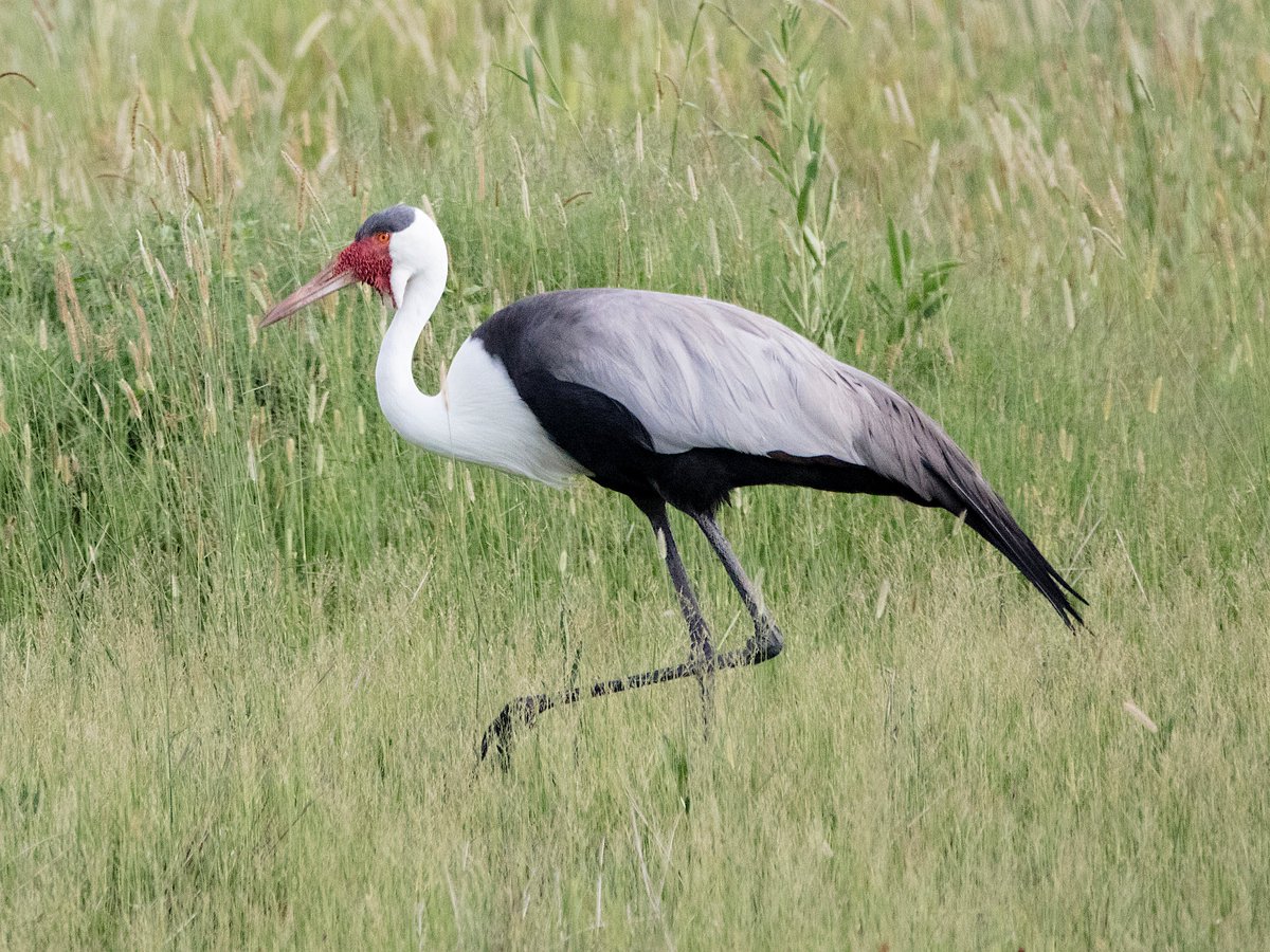 davidtattersley's tweet photo. Wattled Crane (Grus carunculata) Khwai Botswana 18 February 2018 'Vulnerable' @Britnatureguide #EndangeredBirdsWeekend https://t.co/aE0cEjfFvN