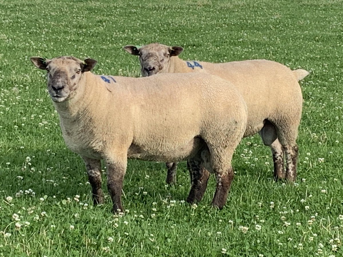 Fearn Farm tweet media