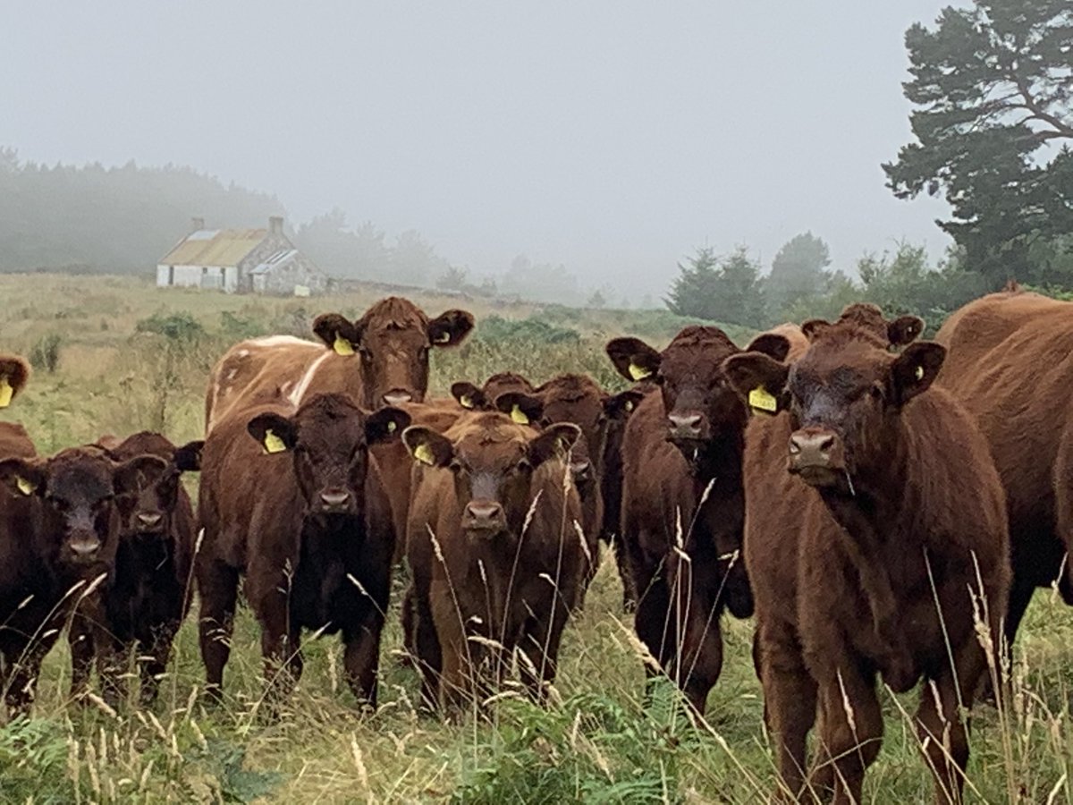 Fearn Farm tweet media