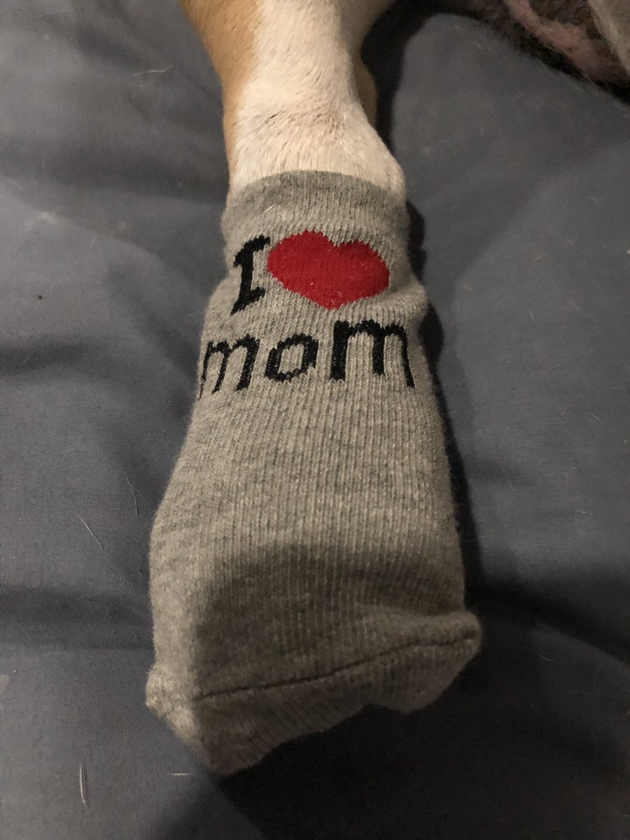 bourbon_karalyn's tweet photo. These socks do not reflect my feelings for mom at this moment π€π #bitememom #ihatesocks #freemypaws https://t.co/u7nZfCKNWV