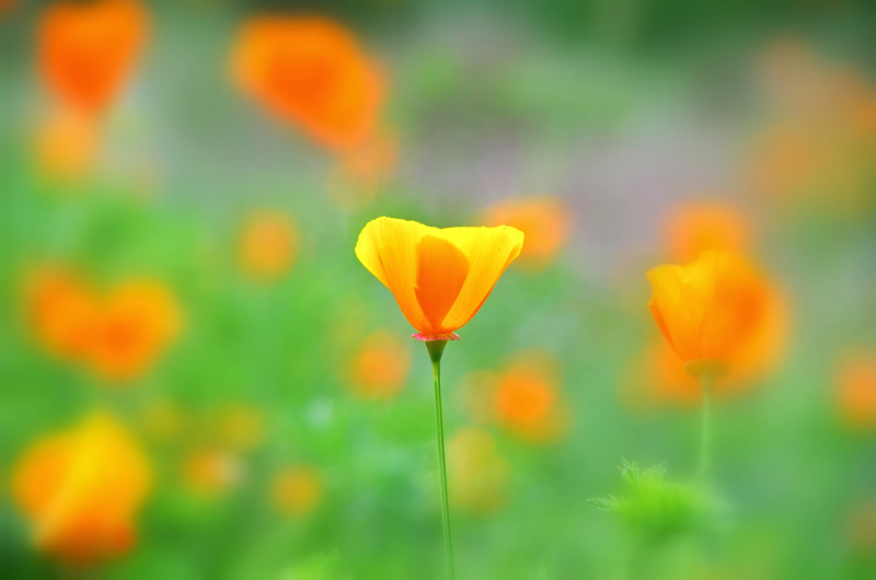 世界の花図鑑 カリフォルニアポピー アメリカ カリフォルニア州の州花でオレンジ色の可愛らしい花です 花言葉は 私の願いを叶えて