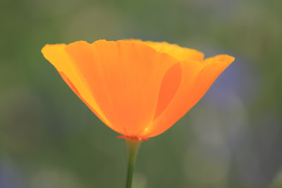 wld_hana's tweet photo. 【カリフォルニアポピー】
アメリカ・カリフォルニア州の州花でオレンジ色の可愛らしい花です。
花言葉は『私の願いを叶えて』 https://t.co/6hAgzNfeJU
