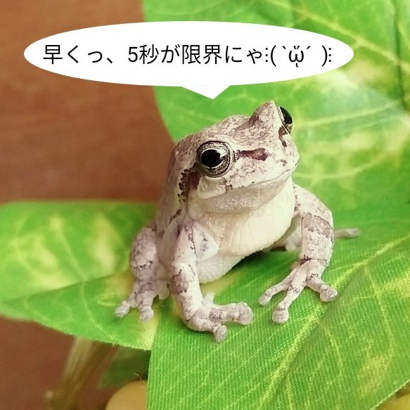 アマガエル