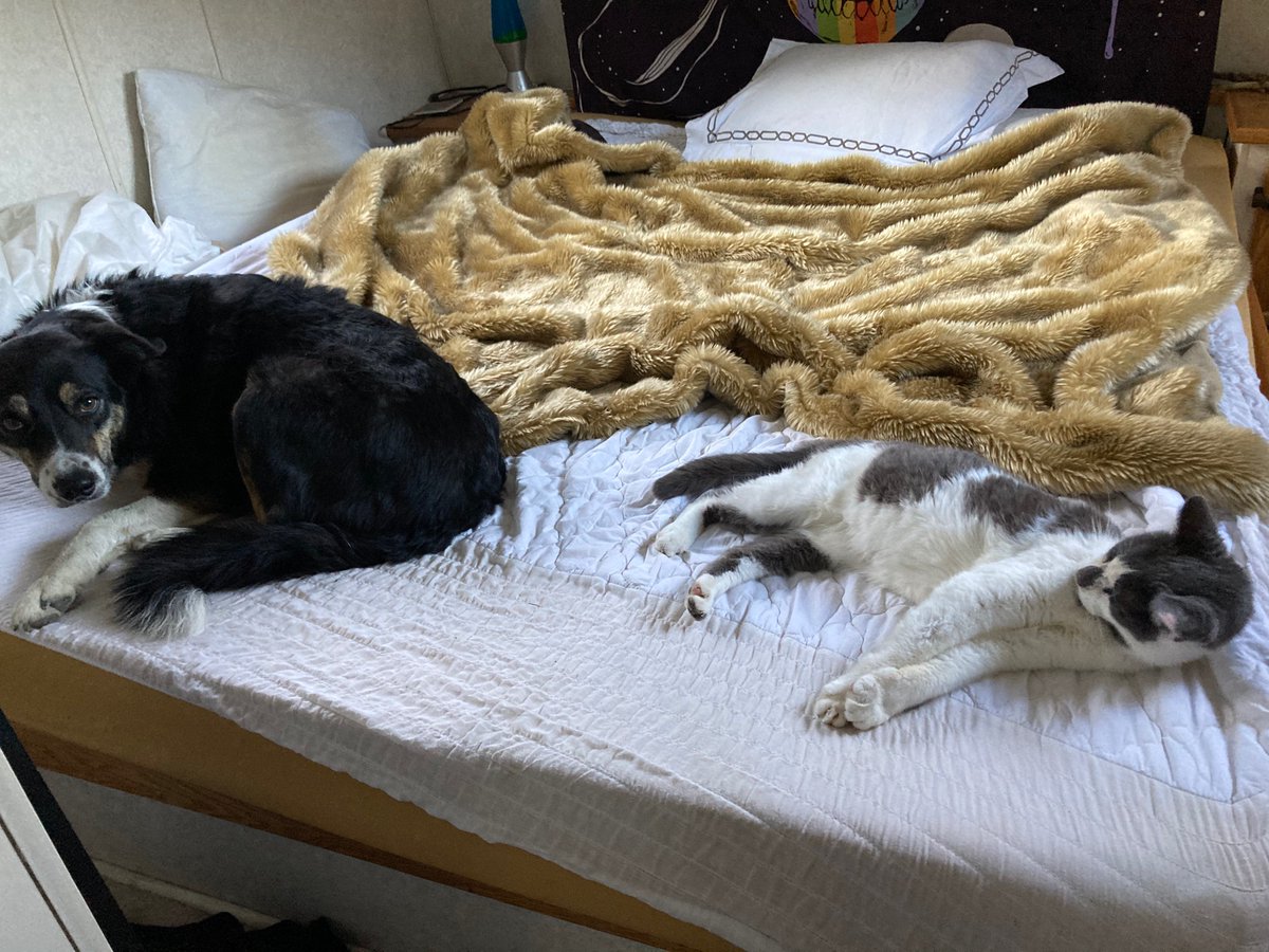 Let’s show others their good sides instead of criticizing the bad. Trump included. This will promote good behaviour and a just society.  #CatsOfTwitter