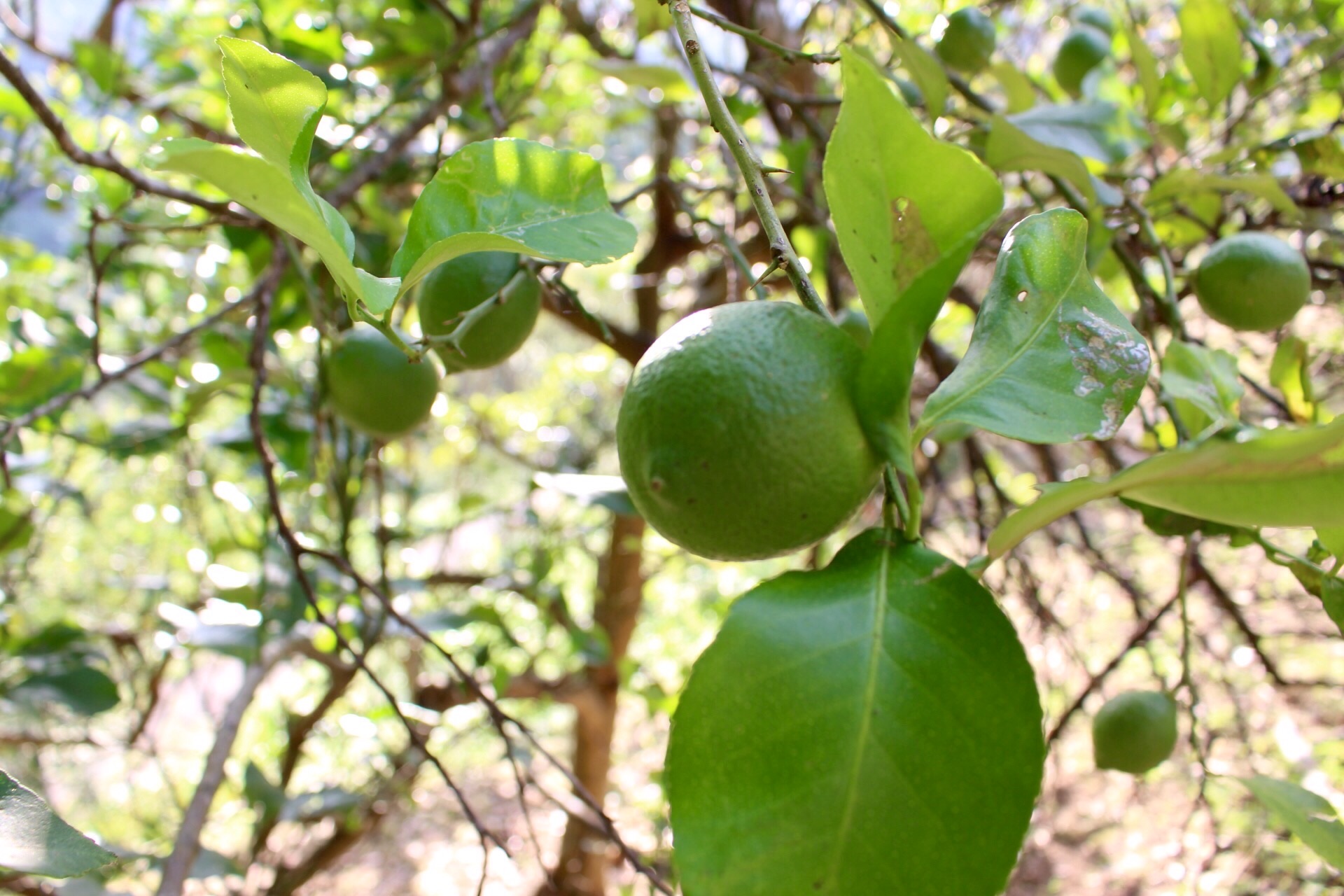 Hirohiro 続いてレモンに甘夏 沢山実を付けてくれてます レモンはご近所さんのだけど 大きなレモンの木でした 柚子も大きくなってきた 青いうちは採って直ぐは硬いので 数日経つと皮がやわらかくなり 絞りやすくなる レモンと柚子はトゲが大きい