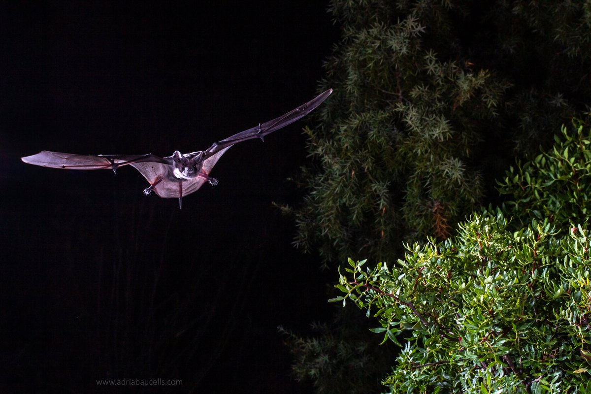 adria_baucells's tweet photo. Omnipresent but extremely elusive, noisy but sometimes undetectable, weird face ears and lips but extraordinarily beautiful... I am really glad I finally managed to take a decent picture of one of my favourite Mediterranean bat species #bats @SECEMU_ @BatConIntl @_BCT_ #ratpenats https://t.co/K2ZpsvIdnS