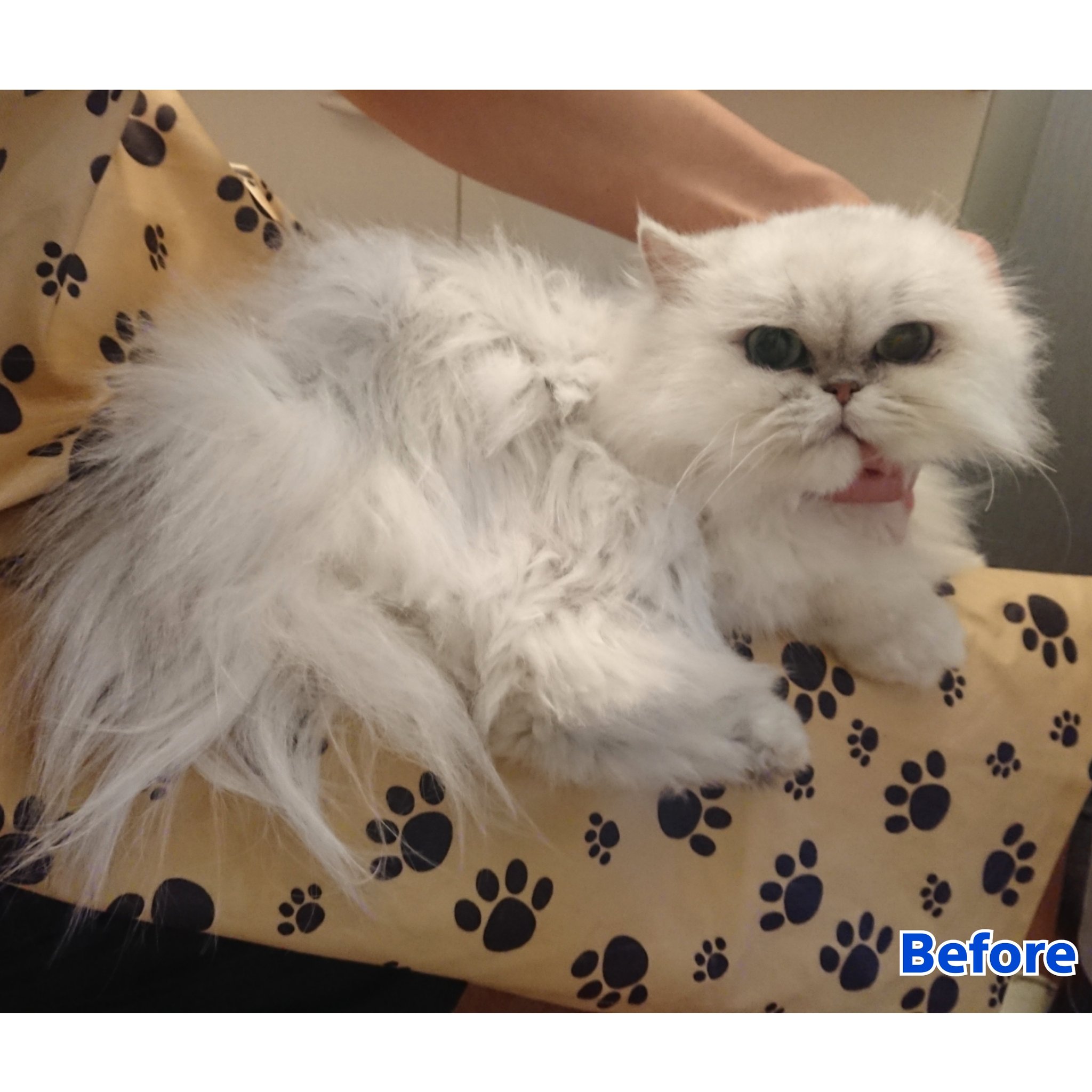 Cat Salon Happy 22年受付終了 23年 受付日未定 兵庫 ペルシャの しゃねるちゃん シャンプーに慣れてきて 両手を離せるときもありました 子猫みたいな毛質 カットで毛玉防止です W 飼い主様から お写真いただきました 猫 猫