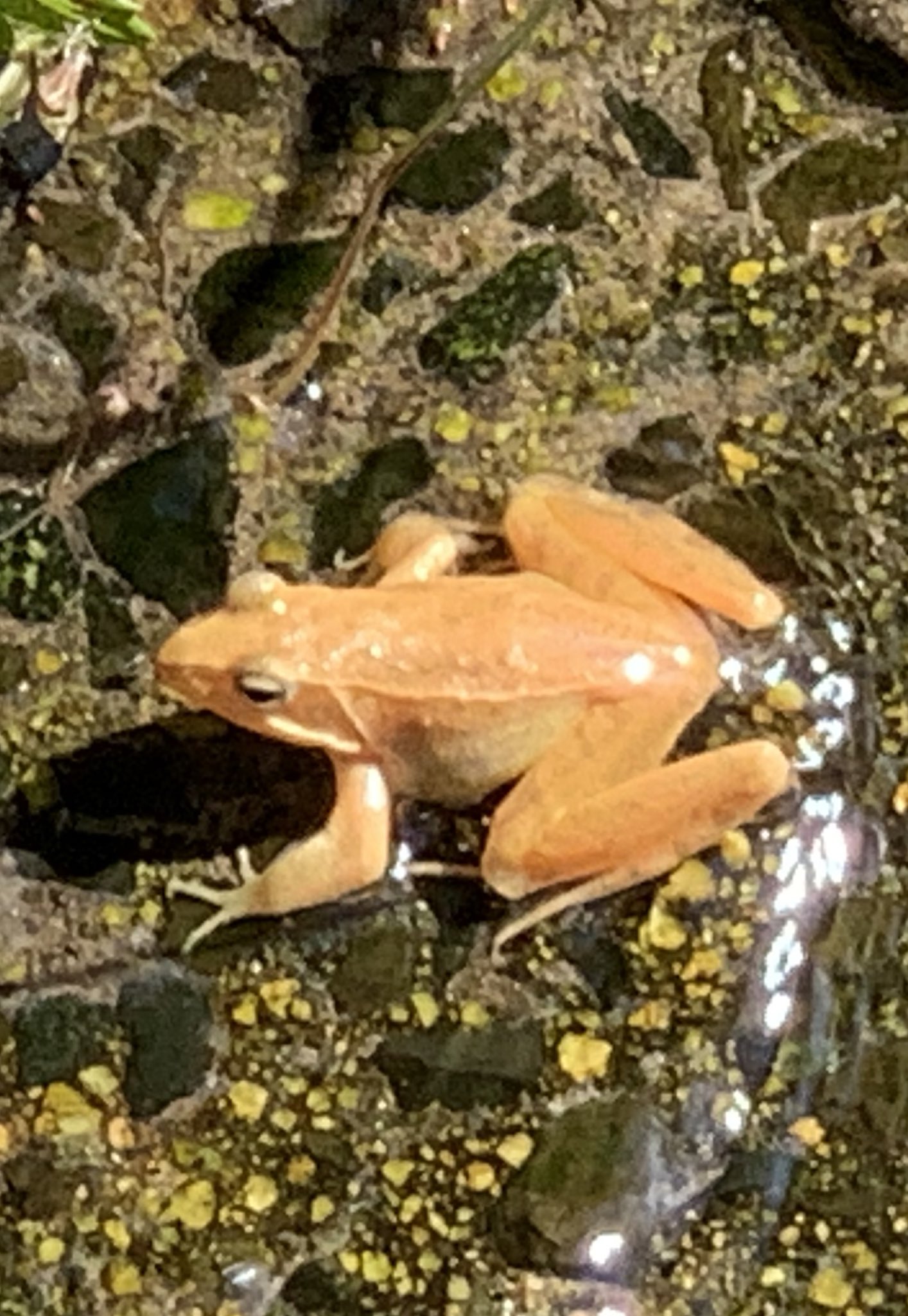 きよ Ar Twitter アマガエルしか見たことないからほんとわからない T Co Ycpks148kg Twitter