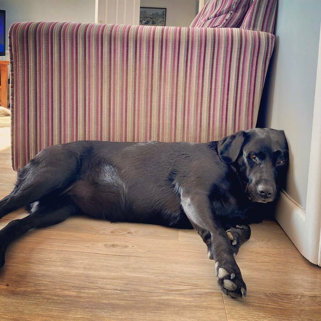 hapticchiro's tweet photo. Me - I don’t know why my neck hurts 

Also me....

#dogsofinsta #blacklab #neckpain #posture #sundayvibes #sundaysnooze #chillaf https://t.co/8wvqPZ2725 https://t.co/mX6O8X49Zh