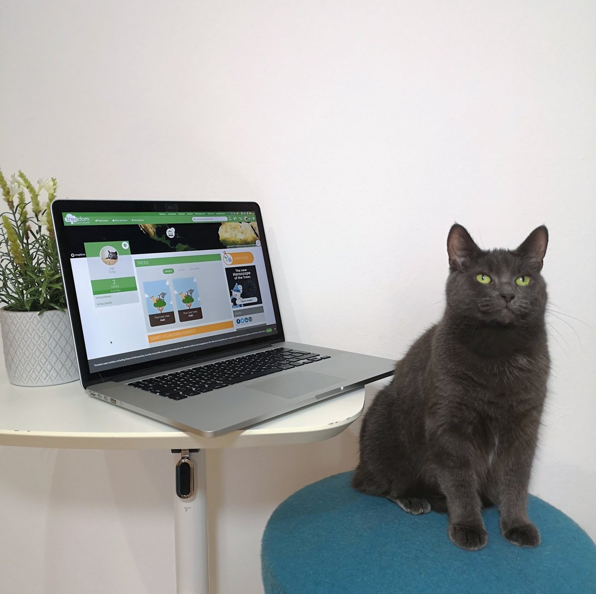 Paf & Tika tweet media