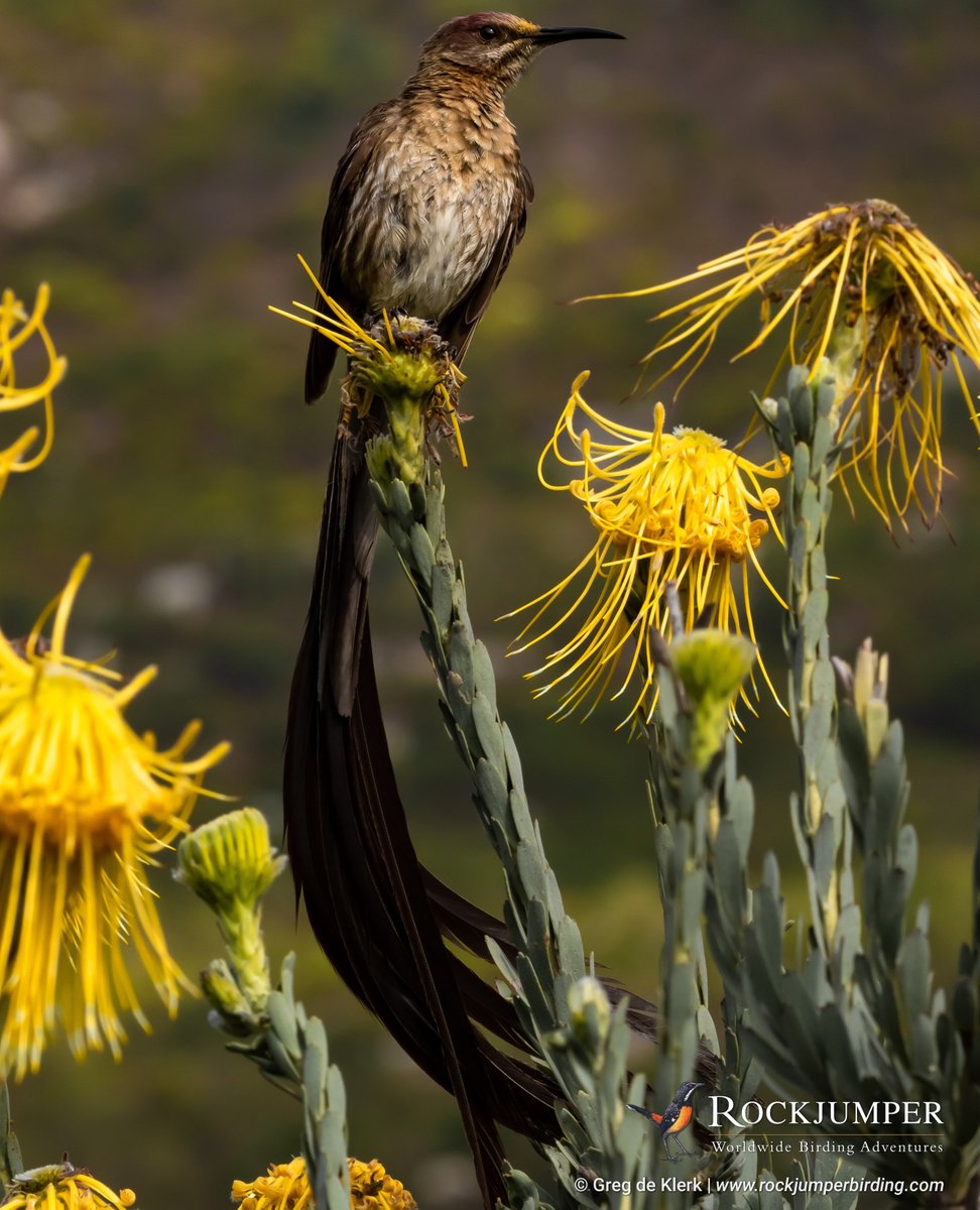 greg_guide's tweet image. Cape Sugarbird (Promerops cafer) - Part of an endemic family found across the Cape &amp;amp; regularly found with Rockjumper, they prefer proteoid habitats within Fynbos biomes, dependent on Proteaceae for virtually all their requirements. #birdsonearth #ZeissBirding #Sugarbird #birding