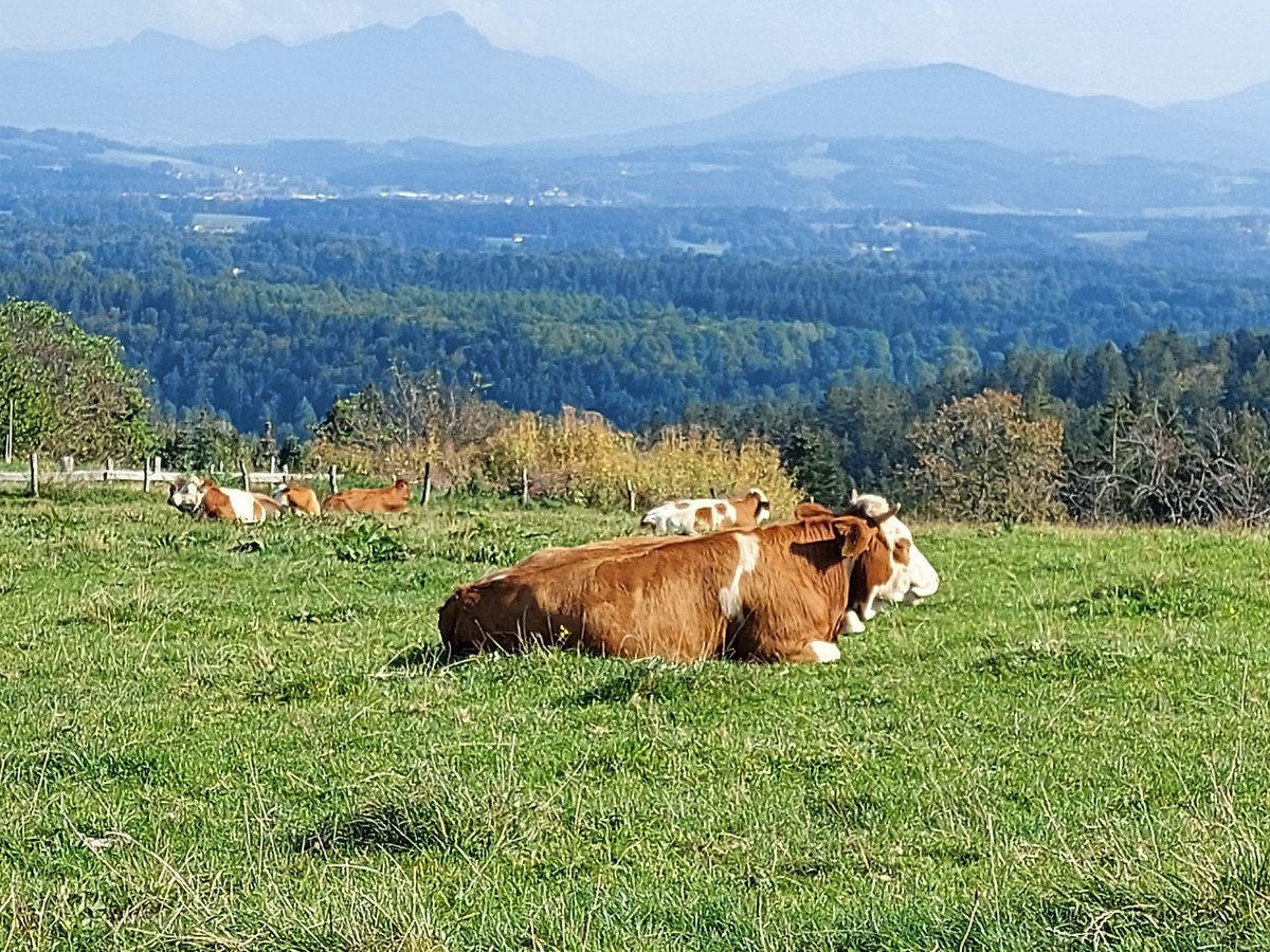 globesprotte's tweet photo. Deutsche Highland Cattle
#taubenberg https://t.co/DnXDtH9jua