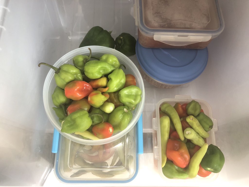sanfranfit's tweet photo. Chillis in abundance. Who doesn’t love a spicy #habanero? #chilli #Mexico #eatfresh #growyourown https://t.co/mJuAYZAcvf