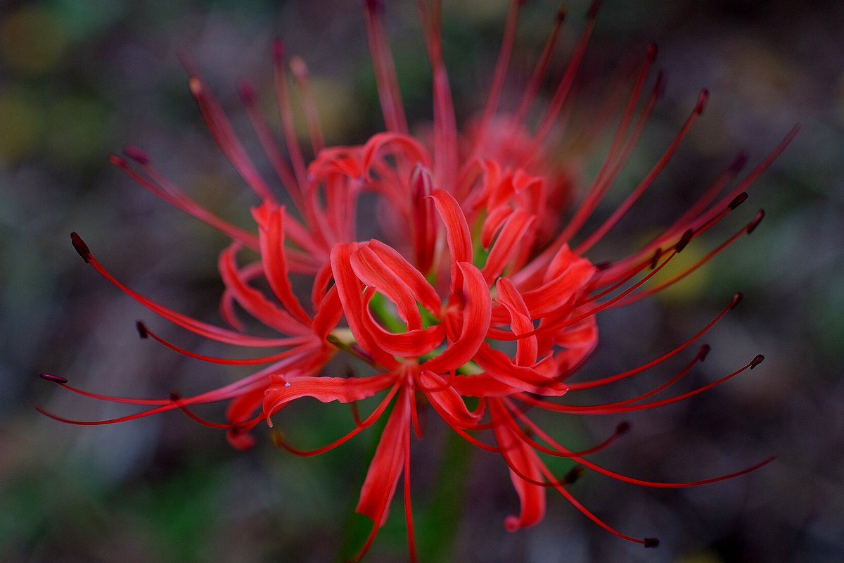 flower spider lily no humans blurry solo blurry background red flower  illustration images