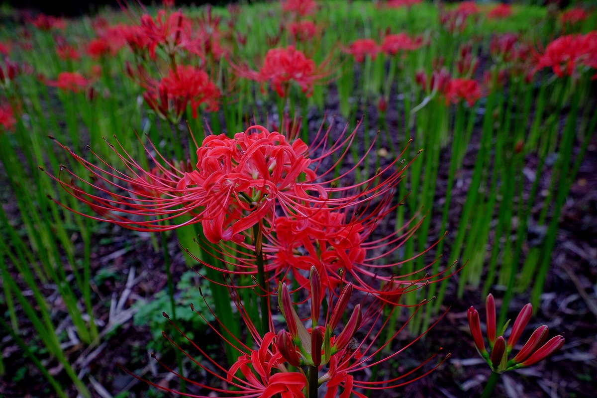 flower spider lily no humans blurry solo blurry background red flower  illustration images