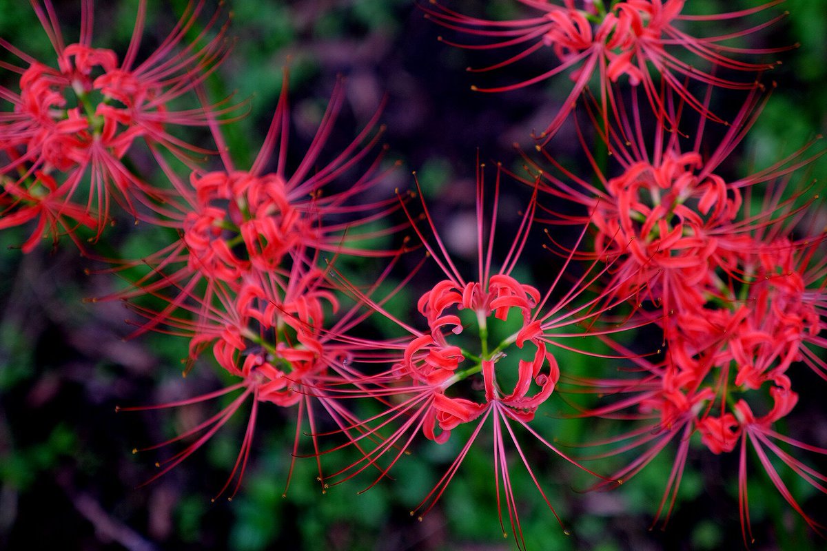 flower spider lily no humans blurry solo blurry background red flower  illustration images