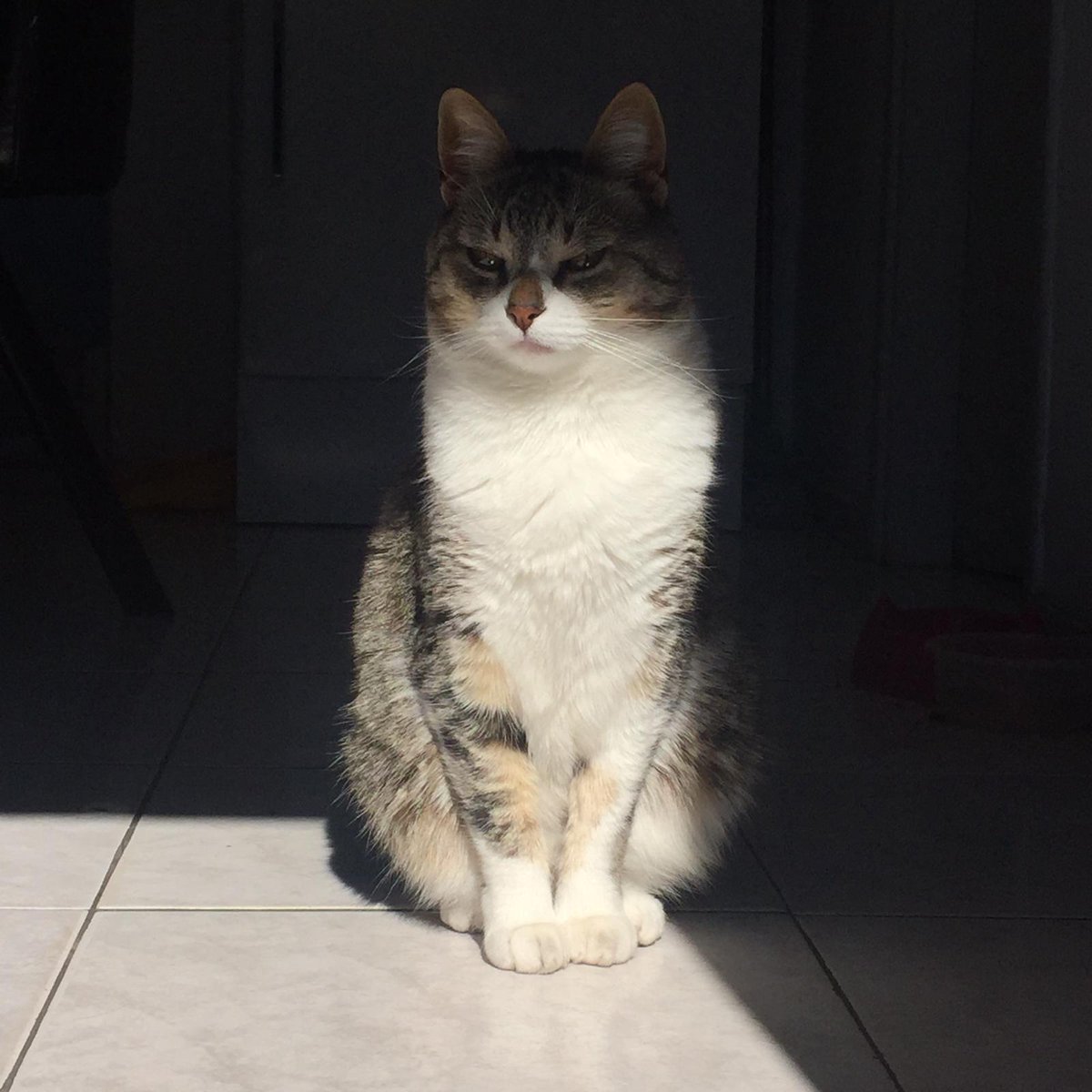 TolonPower's tweet image. I am vengeance
I am night
I am muffin

#BatmanDay