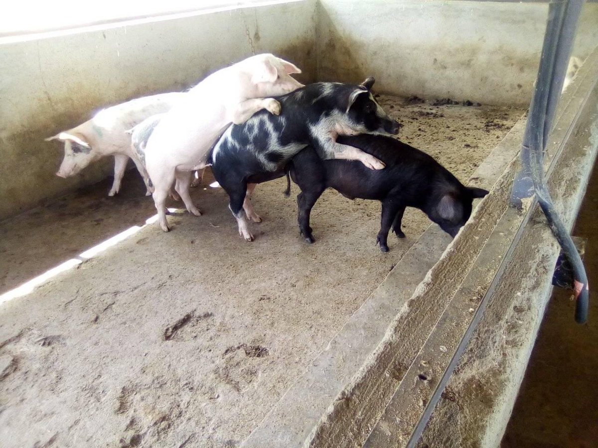 ngarinjuki's tweet photo. How I would love to see our youth and professionals get into agribusiness.... it’s always fun #UkulimaSioUshamba @CalebKaruga @todafarms @AHDB_Pork @PorkLegend @SafaricomPLC https://t.co/mAKokZS2TC