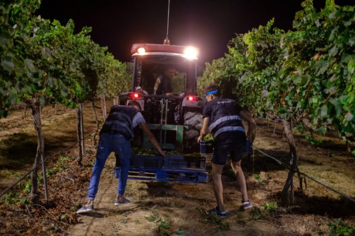 vinetsociete's tweet photo. Pourquoi vendange-t-on la nuit ? La vendange de nuit est une pratique courante qui offre une série d’avantages. @drinksco_fr vous donne plus de précisions 👉 https://t.co/odeszhjgDb #Vendanges2020 #TutoVin https://t.co/YL9RKfZ8Sx